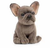 FRENCH BULLDOG PUPPY