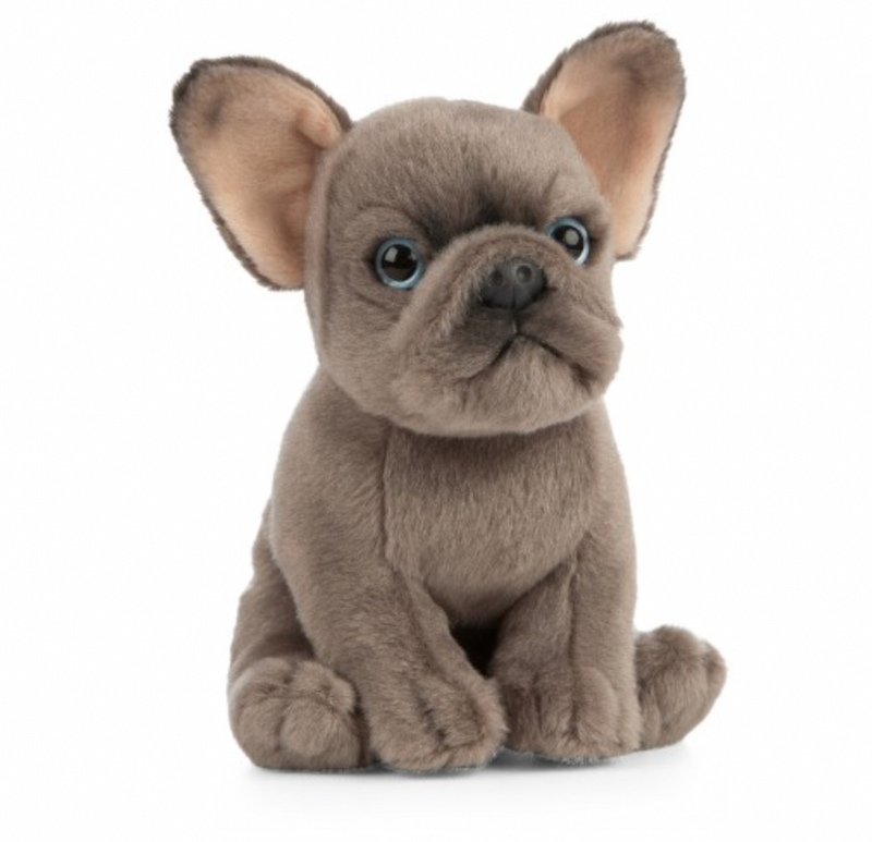 FRENCH BULLDOG PUPPY